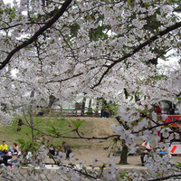 Cherry Blossom Tree