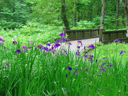 Bridge In Japan - wooden bridge, purple wildflowers, japan, forest