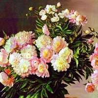 Pink And Cream Peonies