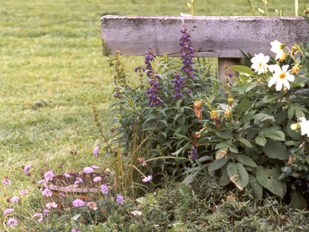 Flowers by the fence - flowers, grass, timber fence, garden