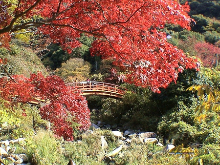 Japanese Landscape - trees, pond, garden, rocks, bridge, japanese maple