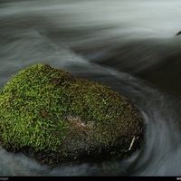 Moss covered rock