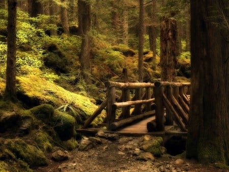 Mystery Bridge - forest, pathway, timber bridge