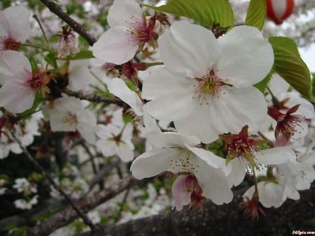 Pistil Flowers - blossoms, flowering tree