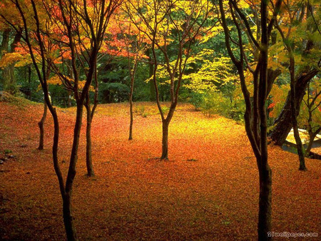 Golden Autumn Leaves - autumn colours, fallen leaves, trees, forest