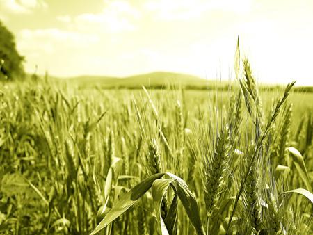 Crop Field - field, crop, harvest, autumn