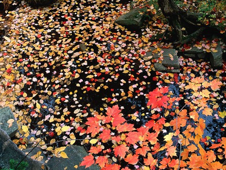 Leaves on the water - waterway, autumn leaves, floating