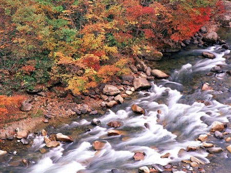 Downstream - stream, forest, waterflow, rocks