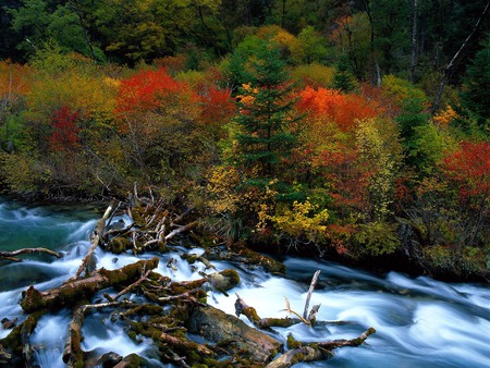 Log jam up - autumn forest, logs, river, water flow