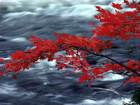 Red Leaves of Autumn - flowing river, red leaves, overhanging branch