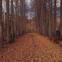 Autumn Road