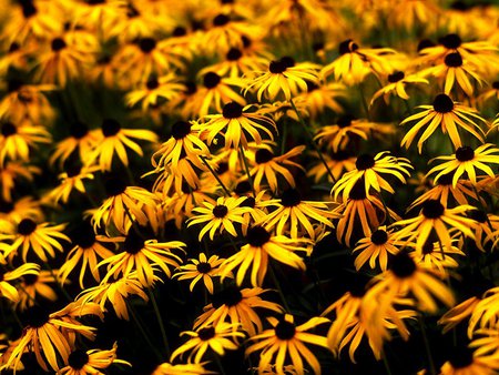 Chrysanthemums in the fall - fall, flowers, garden, chrysanthemums