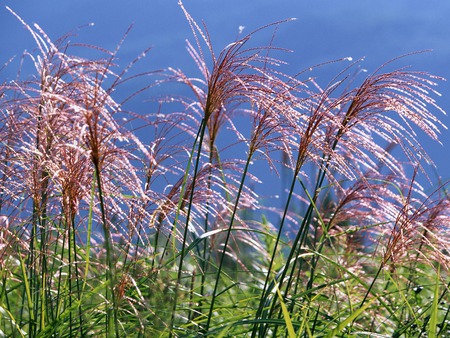 In the fields - crop, fields, harvest, blue sky