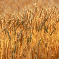 Golden Crop Field