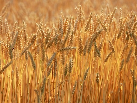 Golden Crop Field - crop, field, golden