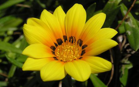 yellow flower - nature, green, flowers, yellow