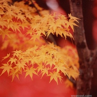 Golden Maple Leaves