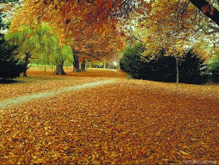 At the park - park, trees, golden autumn leaves, walkway