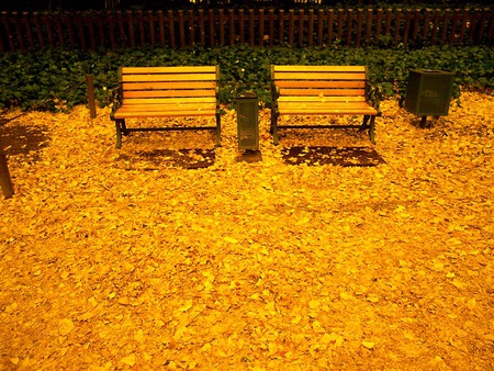 Seating for two - golden leaves, park bench seats, bin