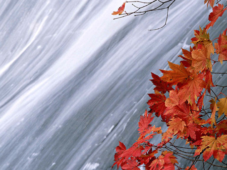 Over the river - overhaning branch, flowing river, autumn leaves