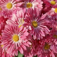 Pretty Pink Flowers