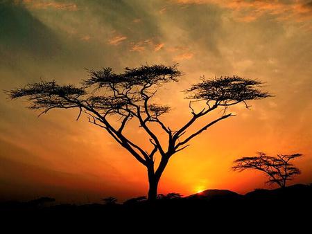 Sunset Tree - clouds, sunset, silhouette tree, africa