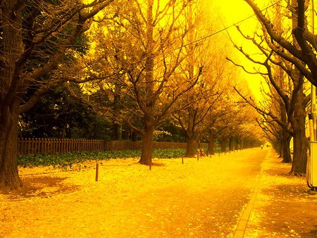 Tree-Lined Avenue - golden tones, trees, fencing, aveune