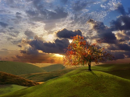 Welcoming the sun - lone autumn tree, mountains, cloudy sky, sunrise