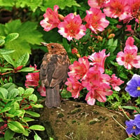 Bird and flowers