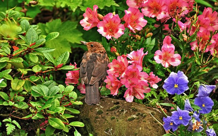 Bird and flowers - flowers, birds