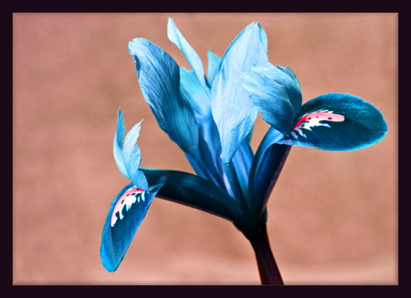 Blue flower - flowers, blue