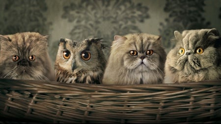 Manipulated Pets - similar, cat, cats, animals, funny, basket, owl