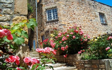 Roses et pierres - stairs, rose