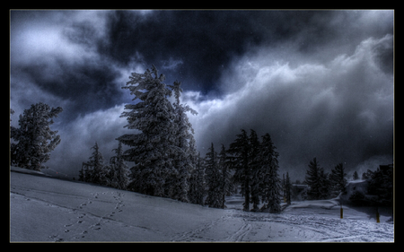 night snow - night, sky, tree, snow