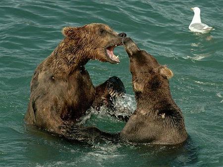 Water wars - power, bears