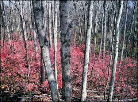 Pink forest - nature, forests