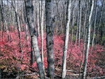 Pink forest