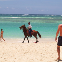 mounted police 