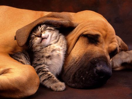 tender moments - dogs, cats, friends, love, animals