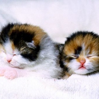 baby cats