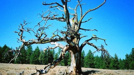 Dead Tree - widescreen, old, dry, forest, washington, tree, sky