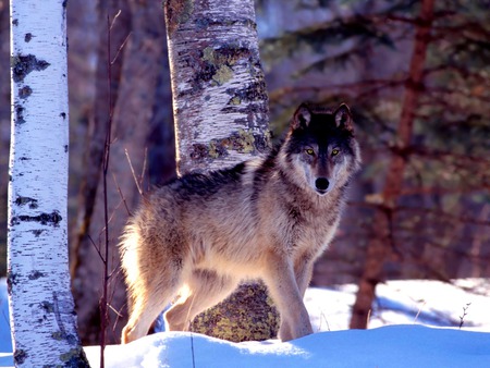 Gray Wolf - wolf, nature, wolves, forest, snow, animals, earth