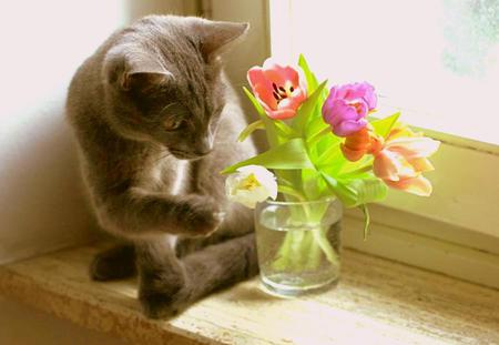 Tulip Play - sitting, plank, glass, cat, curiosity, tulips, touching, vase, sill, grey, window, colors, flowers, gray