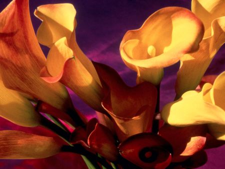 Lilys - colorful, calla lilys