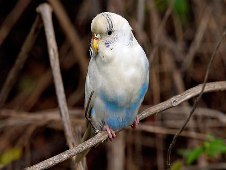 Pale Blue Budgerigar - white, pale blue, thin branch, wild, budgerigar