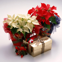 Poinsettias and gift