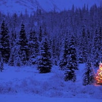 Lone Christmas Tree