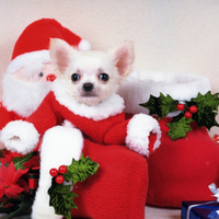 Ready for Xmas