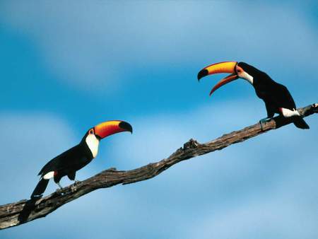 Toucans on a branch - tropical birds, parrots, branch, toucans