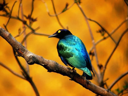 Blue Bird - orange autumn colours, tree, blue bird